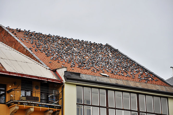 A2B Pest Control are able to install spikes to deter birds from roofs in Harold Hill. 