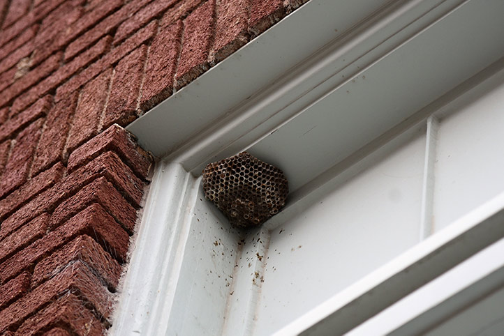 We provide a wasp nest removal service for domestic and commercial properties in Harold Hill.